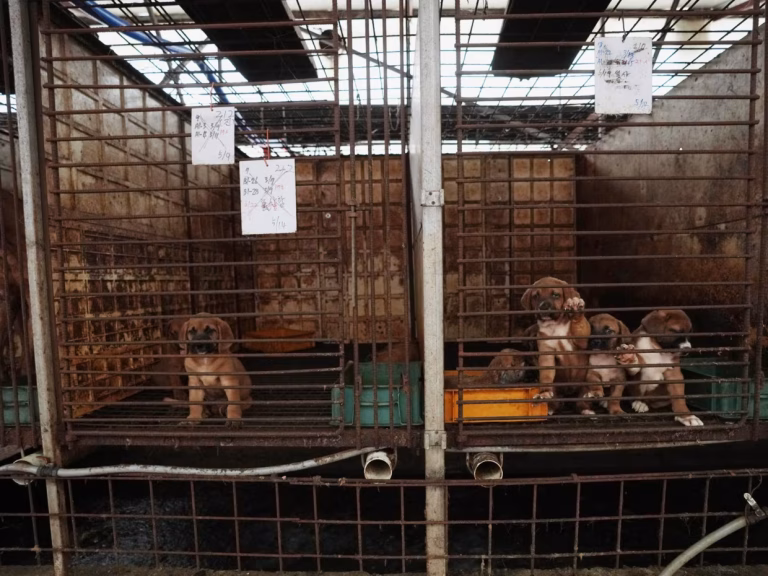 Corée du Sud: des milliers de chiens disparaissent avant l&rsquo;interdiction de leur viande