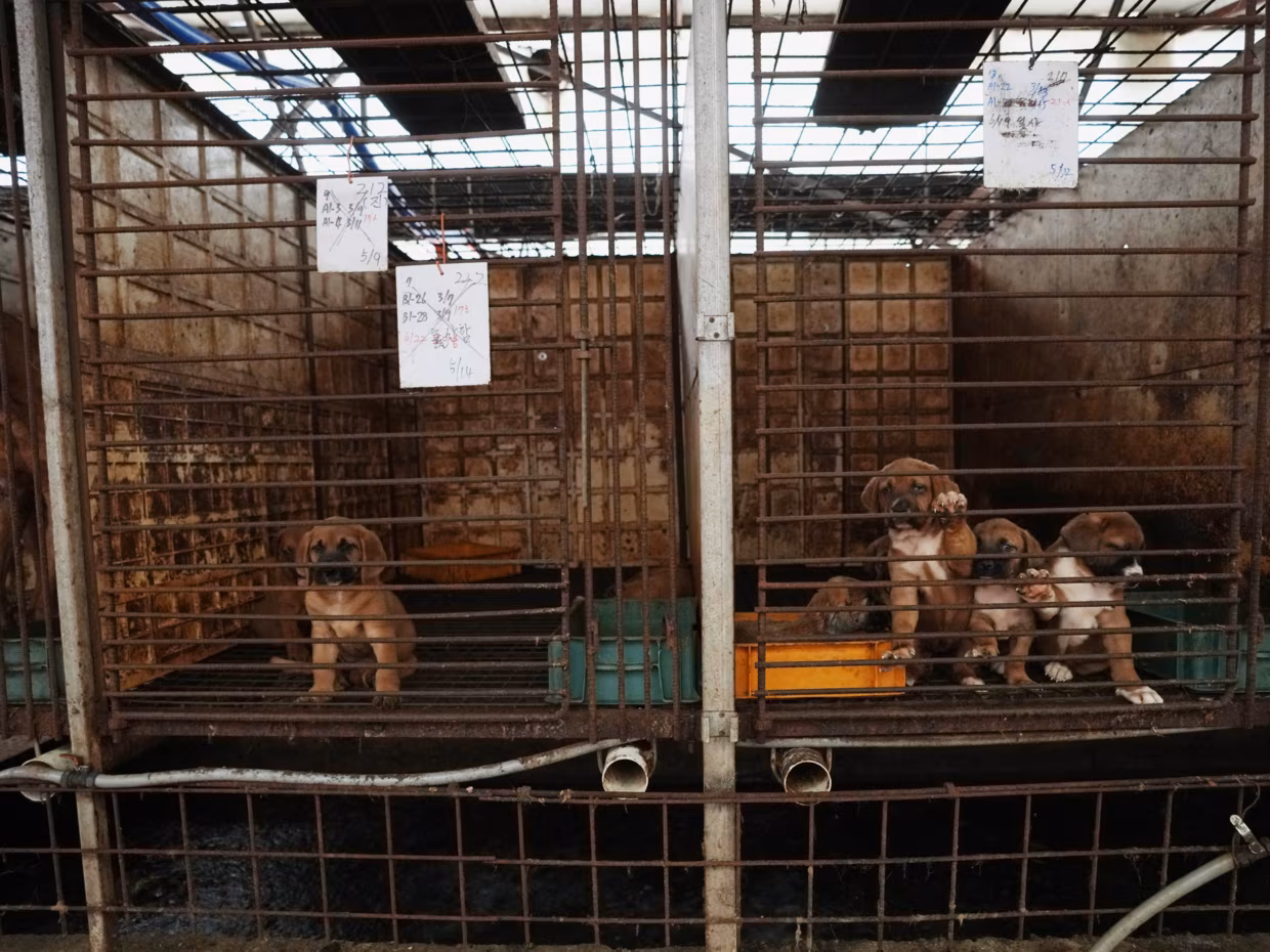 Corée du Sud: des milliers de chiens disparaissent avant l&rsquo;interdiction de leur viande