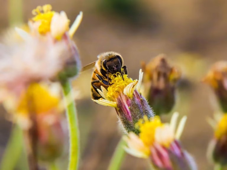 Pollinisateurs en déclin: l&rsquo;Europe face à un point de non-retour, selon un rapport