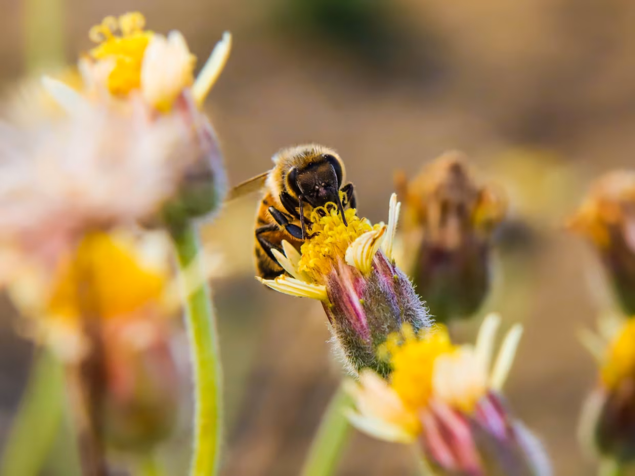Pollinisateurs en déclin: l&rsquo;Europe face à un point de non-retour, selon un rapport