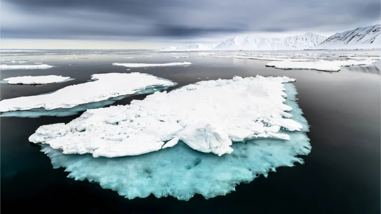Sea ice loss in the Arctic has triggered a critical tipping point that&rsquo;s destroying the food chain