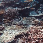 Changements des océans: des records alarmants pour 2026 selon le baromètre Starfish 2026