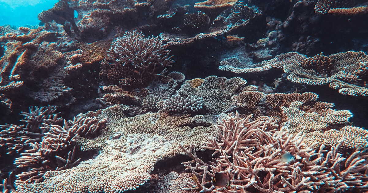 Changements des océans: des records alarmants pour 2026 selon le baromètre Starfish 2026