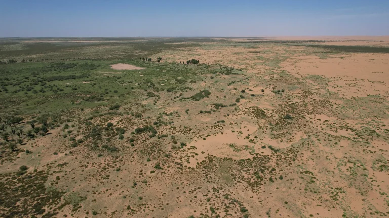 66 billion trees have been planted in China&rsquo;s Great Green Wall — and they appear to be growing faster than natural forests