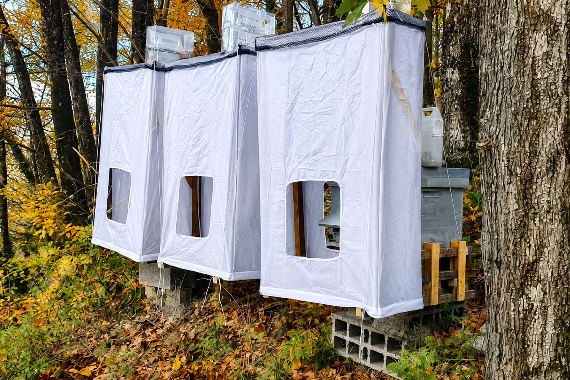 L&rsquo;invention d&rsquo;une tente pour protéger les ruches et les abeilles des frelons asiatiques