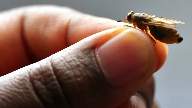 Appui aux mesures d’éradication de la mouche tsé-tsé fondées sur des données en Afrique