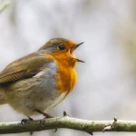 Songbirds are in crisis as trappers and smugglers force them into lucrative bird-singing competitions
