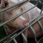 Agir pour le vivant : chronique Canicules : la mort silencieuse des animaux d’élevage
