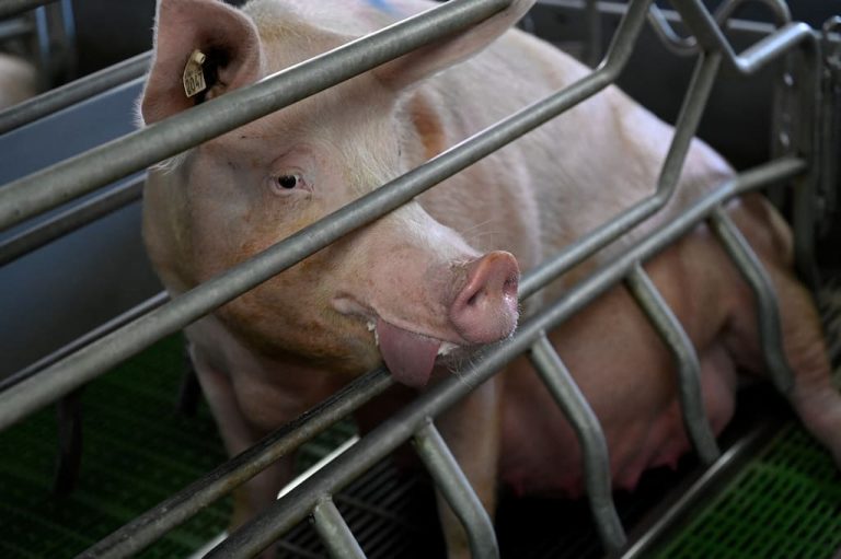 Agir pour le vivant : chronique Canicules : la mort silencieuse des animaux d’élevage