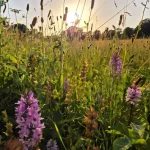 Scientists Let Nature Take Over a Former Crop Field. The Results Were Remarkable