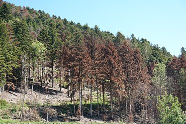 Pourquoi les arbres d’Europe meurent