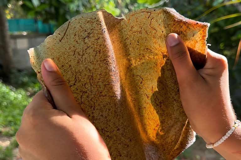 Cette biologiste française transforme les sargasses envahissantes en cuir végétal