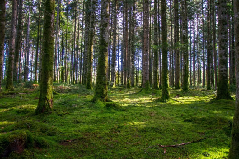 La mortalité des arbres explose et remet en cause les calculs climatiques des entreprises