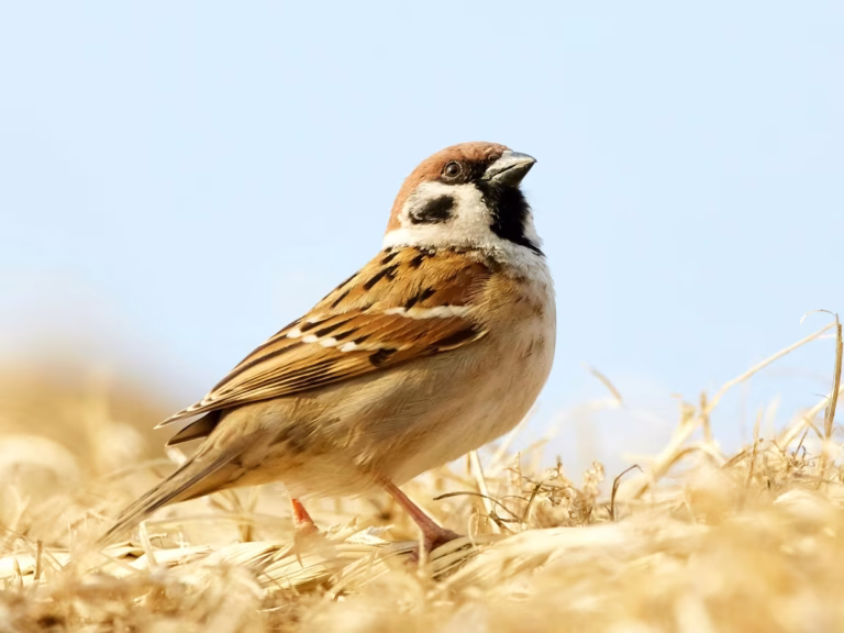 Ces oisillons héritent des PFAS avant même de quitter le nid
