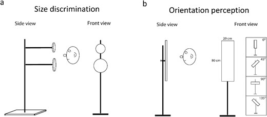 Changes in primary visual and auditory cortex of blind and sighted adults following 10 weeks of click-based echolocation training