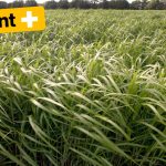 Poussant en zone contaminée, le miscanthus géant testé en Ukraine pour dépolluer les sols