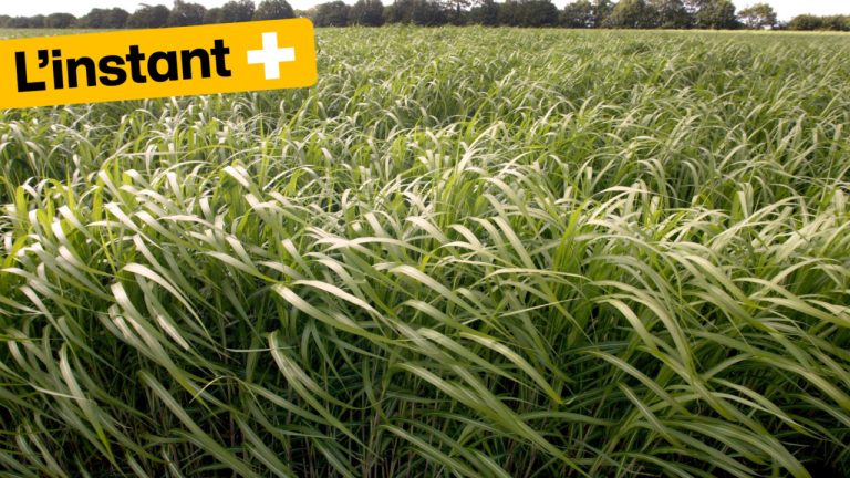 Poussant en zone contaminée, le miscanthus géant testé en Ukraine pour dépolluer les sols
