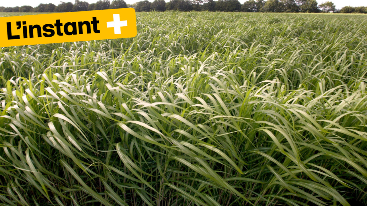 Poussant en zone contaminée, le miscanthus géant testé en Ukraine pour dépolluer les sols