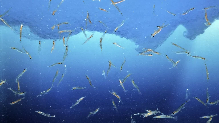L&rsquo;intensification de la pêche au krill menace toujours plus l&rsquo;écosystème