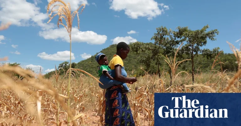 El Niño could push 50m people into acute hunger before end of next year