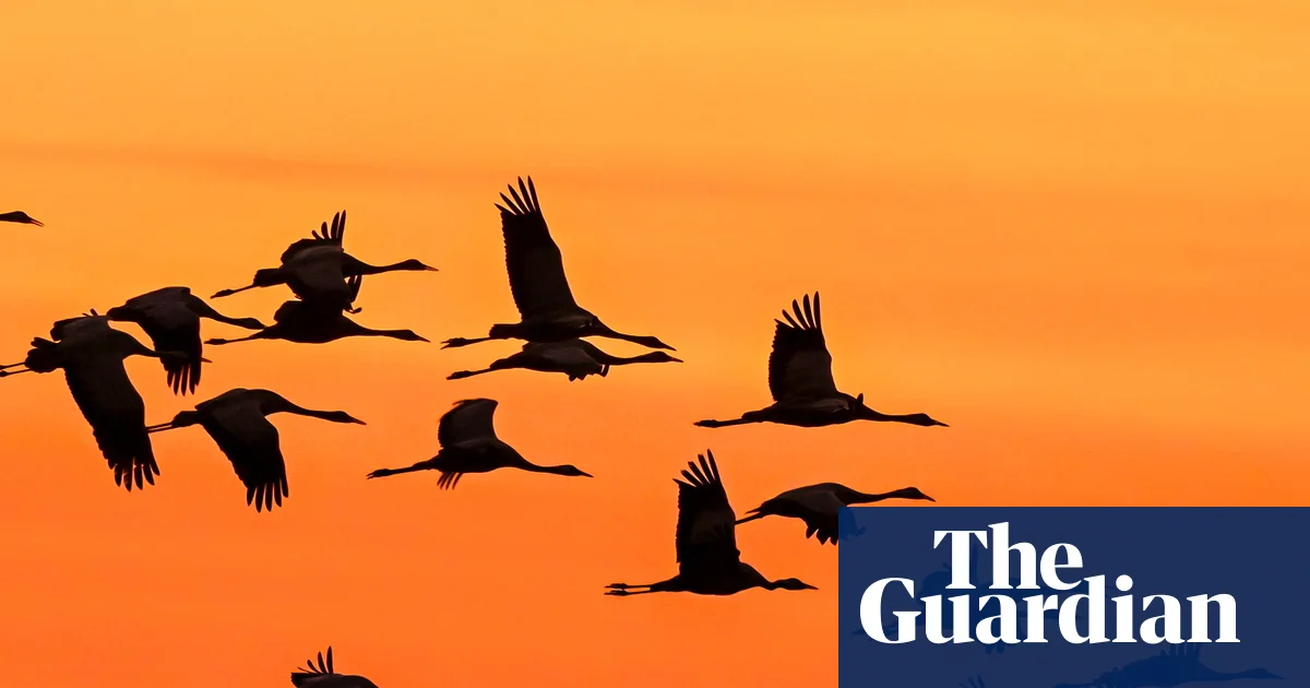Weatherwatch: Climate crisis fuelling steep fall in migratory bird numbers