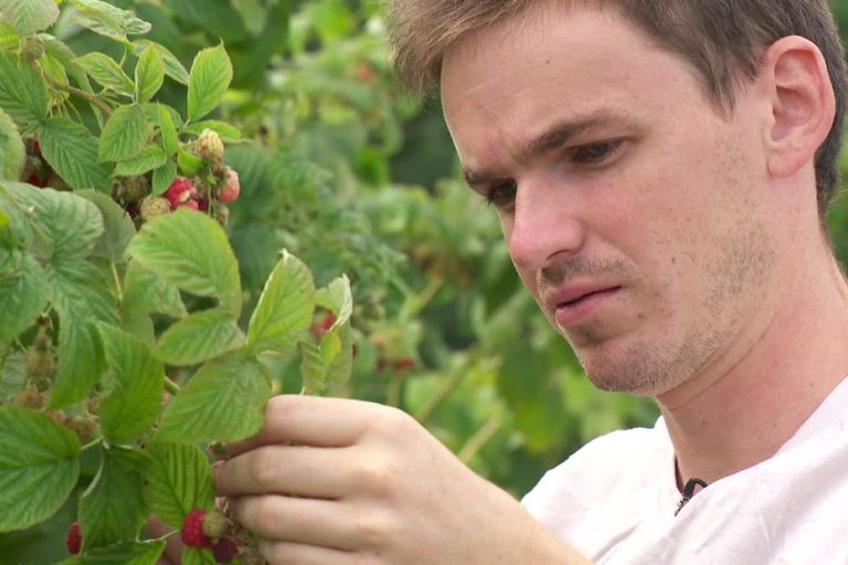 « En trois ans, je n&rsquo;ai jamais irrigué ma parcelle » : pourquoi cet arboriculteur n&rsquo;a pas souffert de la sécheresse cet été