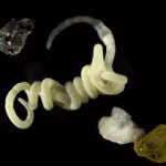 Le bioplastique naturel par excellence sert de nourriture aux animaux