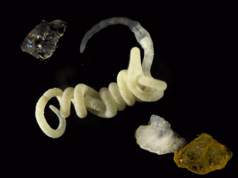 Le bioplastique naturel par excellence sert de nourriture aux animaux