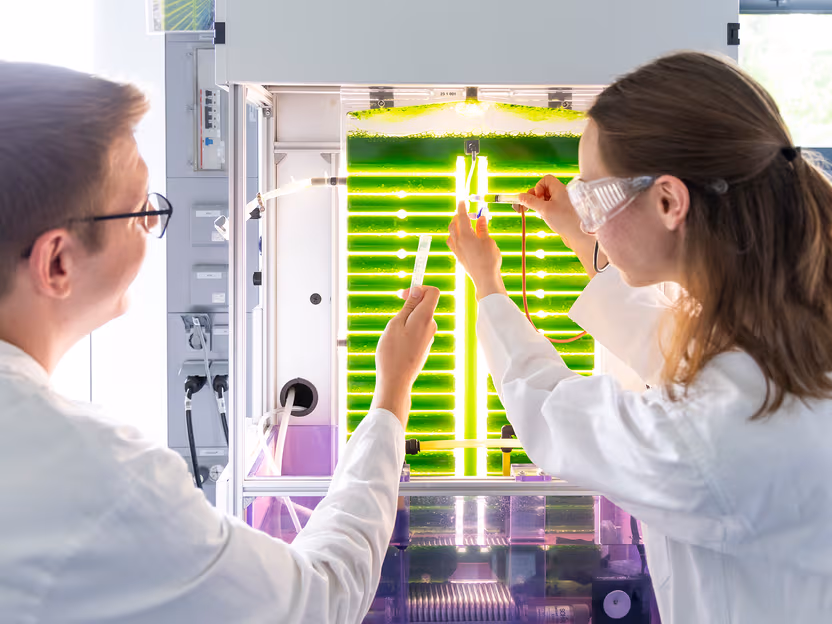 Les « Algemistes » : une équipe de chercheurs utilise des microalgues pour épurer les eaux usées et produire des matières premières durables