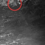 50 Years of Bronx River Clean-Up Efforts Lead to the First Otter Sighting in a Century