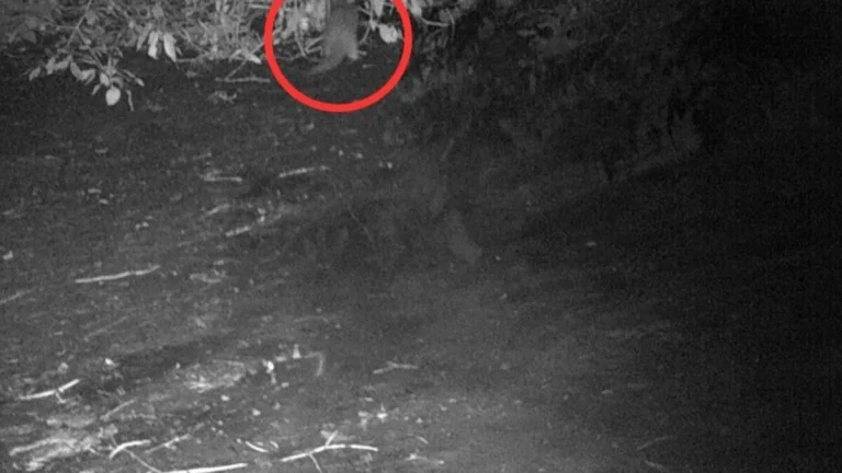 50 Years of Bronx River Clean-Up Efforts Lead to the First Otter Sighting in a Century