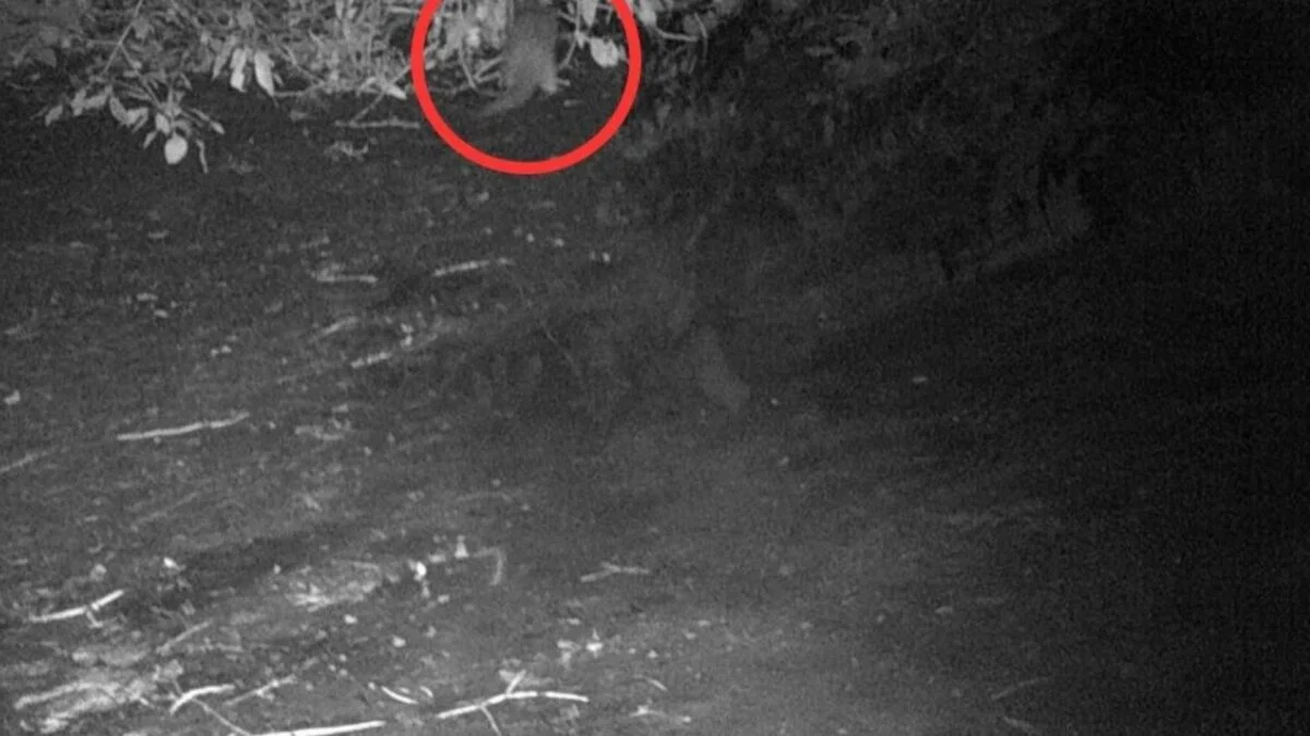 50 Years of Bronx River Clean-Up Efforts Lead to the First Otter Sighting in a Century