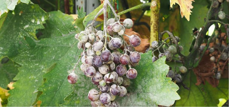 In a global first, Mexico approves use of RNA-based fungicide