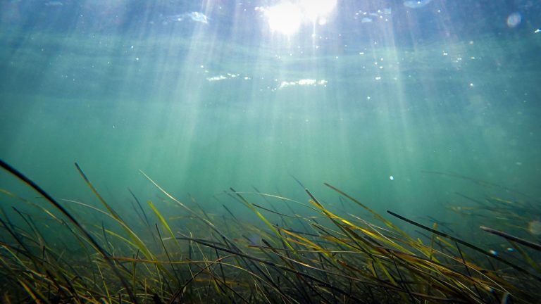 Marine Heatwaves Are Hiding Far More Heat Than Scientists Realized