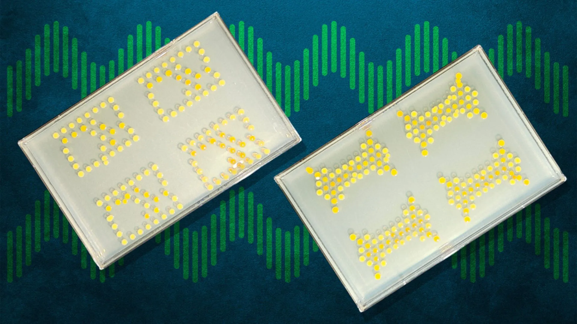 Living bacterial transistors perform logic operations inside plants