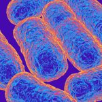 A ‘living GLP-1 drug’ could revolutionize diabetes treatment