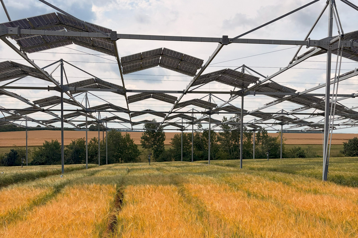 Study finds arable crops adapt surprisingly well to agrivoltaic shading – pv magazine Global