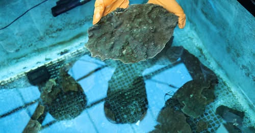 &lsquo;Slumping&rsquo; South Korean corals worry divers, scientists studying climate change