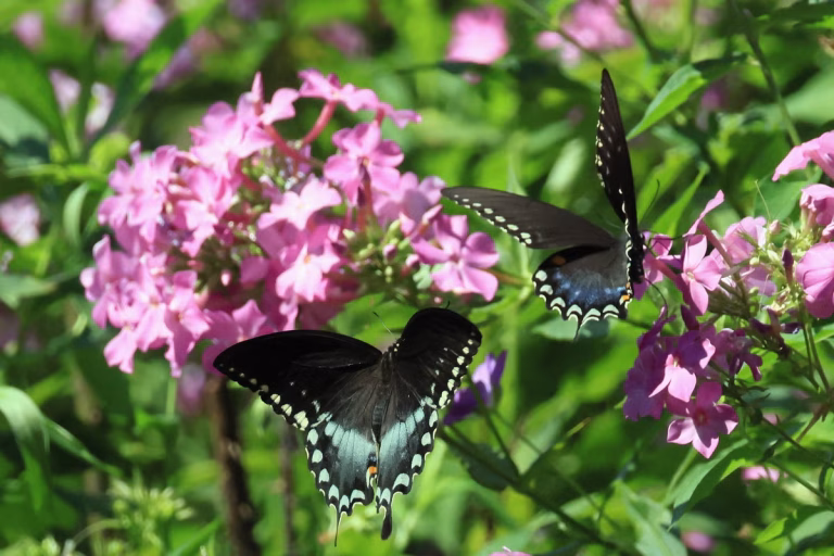 Record heatwaves bring butterfly boom, new data shows