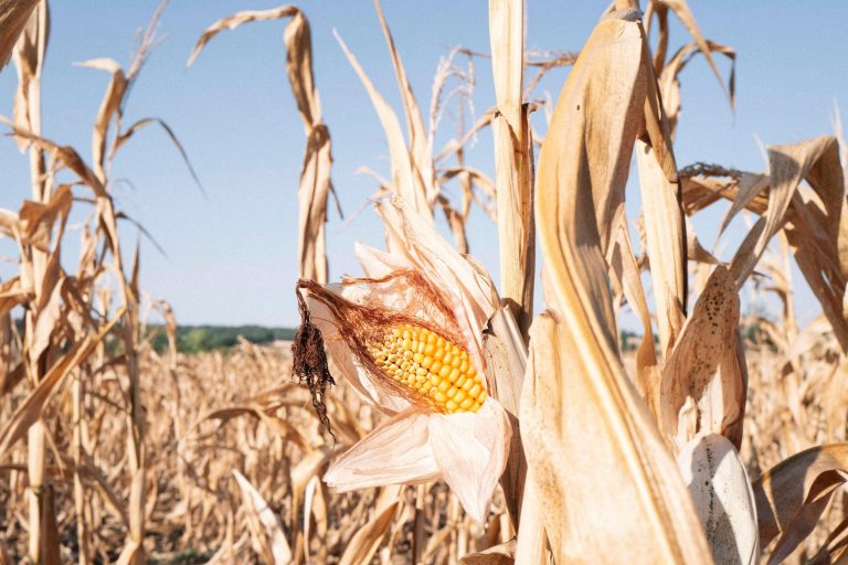 How this summer’s heat and drought impacted crops in Europe – in six charts – Carbon Brief