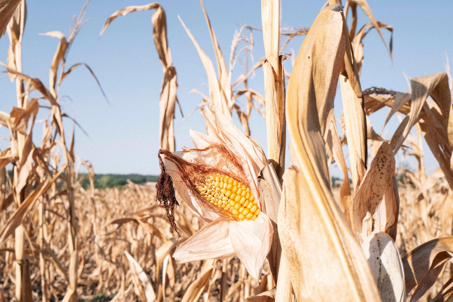 How this summer’s heat and drought impacted crops in Europe – in six charts – Carbon Brief