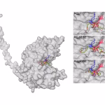 Une enzyme porteuse d&rsquo;espoir : découverte d&rsquo;une nouvelle enzyme capable de dégrader le plastique chez des bactéries