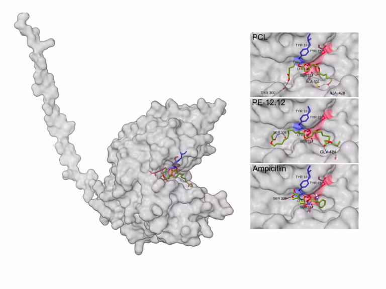 Une enzyme porteuse d&rsquo;espoir : découverte d&rsquo;une nouvelle enzyme capable de dégrader le plastique chez des bactéries