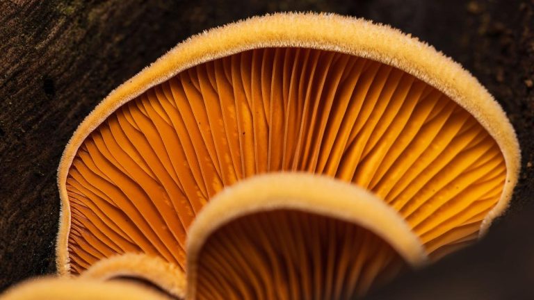 Un champignon jaune venu d&rsquo;Asie envahit les forêts européennes, et c&rsquo;est un problème