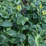 Modern miracle? Plastic waste transformed into effective fertilizer