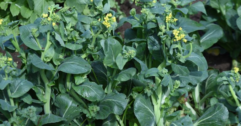 Modern miracle? Plastic waste transformed into effective fertilizer