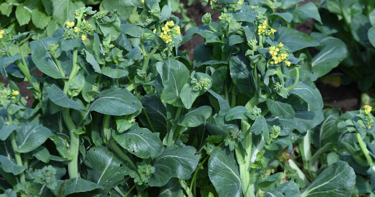 Modern miracle? Plastic waste transformed into effective fertilizer