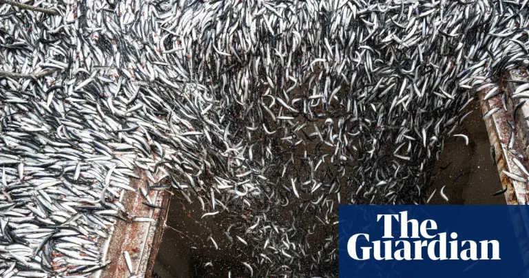 A perfect storm: how the super El Niño is devastating the fishing industry