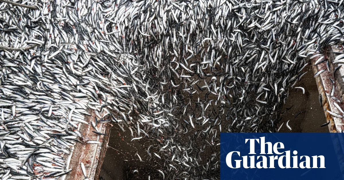 A perfect storm: how the super El Niño is devastating the fishing industry