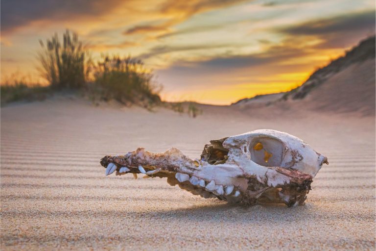 Scientists Discover Nature Has Far Fewer Backup Plans Than We Thought